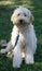 7-Month-Old Female Double Doodle Puppy