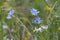 7 - Multicolored close up image of meadow flowers chicory and daisies