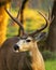 7-point Black-Tailed Deer Buck