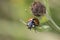 7-spot ladybird on leaf