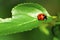 7 Spotted Lady Beetle  41414