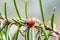 7 spotted ladybird emerging from hibernation and resting on rosemary leaves