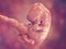 7-weeks human embryo