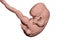 7-weeks human embryo