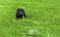 7 Weeks old black Labrador Retriever puppy standing in high grass