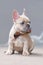 7 weeks old lilac fawn colored French Bulldog dog puppy wearing a bow tie