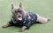 7-Years-Old Brindle Male French Bulldog Lying Down on Grass and Panting