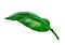 728_Large leaf of Spathiphyllum or Peace lily,