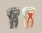 73_tooth structure, graphics