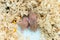 8 day old baby hamsters stretching their bodies