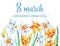 8 march design template. Narcissuses on the bottom of the page and title. Hand drawn watercolor