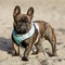 8-Month-Old Brindle Frenchie male puppy standing