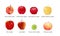 8 Types of Apples Vector Illustration
