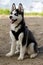 8-Week-Old Attentive Siberian Husky female puppy with different colored eyes