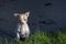 8 week old male chihuahua puppy standing on the sidewalk looking at the grass