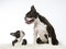 8 weeks old puppy posing in a studio with adult dog. Boston terrier puppy