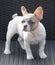 8-Weeks-Old tan pied Frenchie puppy female