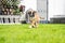 8 weeks young purebred golden puppy german boxer dog