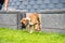 8 weeks young purebred golden puppy german boxer dog