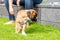 8 weeks young purebred golden puppy german boxer dog