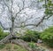 800 year old Kapok Tree Curacao Views