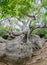 800 year old Kapok Tree Curacao Views