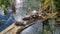 8K Emys orbicularis - European pond turtle family in a natural habitat