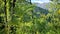 8K Ferns In The Mountain