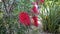 8K Melaleuca Citrina Flowers