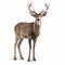 8k Photo-realistic Deer Male In Soft-focused Realism