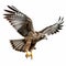 8k Resolution Hawk In Flight: Stunning Colorized Image On White Background