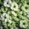 8k Resolution Image Of Sage Green Petunia Flowers In Flower Pot