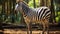 8k Resolution Zebra Standing In Brazilian Zoo Forest