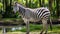 8k Uhd Zebra In Brazilian Zoo: Harpia Harpyja Species