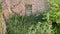 8K Vegetation Inside Stone House