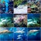 9 collage photos, aquarium of Barcelona