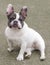 9-Month-Old blue pied Frenchie puppy female Sitting comfortably and looking at camera
