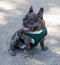 9-Month-Old Brindle Merle French Bulldog Male