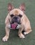 9-Months-Old Fawn White Female Frenchie Sitting and Looking at Camera