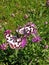 9butterflies on purple knapweed