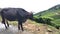 A2 Indian Cow in Tea plantations in Munnar, Kerala, India. Cow Roaming & Lying on the road in front of tea plantation