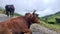 A2 Indian Cow in Tea plantations in Munnar, Kerala, India. Cow Roaming & Lying on the road in front of tea plantation