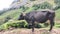 A2 Indian Cow in Tea plantations in Munnar, Kerala, India. Cow Roaming & Lying on the road in front of tea plantation