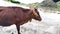 A2 Indian Cow in Tea plantations in Munnar, Kerala, India. Cow Roaming & Lying on the road in front of tea plantation