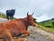 A2 Indian Cow in Tea plantations in Munnar, Kerala, India. Cow Roaming & Lying on the road in front of tea plantation