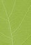 A4 green leaf texture. Leaf veins nature background. Ecology background. Green leaf veins texture