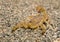 A9 yellow ground scorpion Paravaejovis confusus copyright ernie cooper 2017