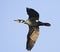 Aalscholver, Great Cormorant, Phalacrocorax carbo