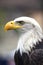 Aamerican white-headed eagle