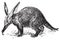 Aardvark or African antbear, vintage engraving